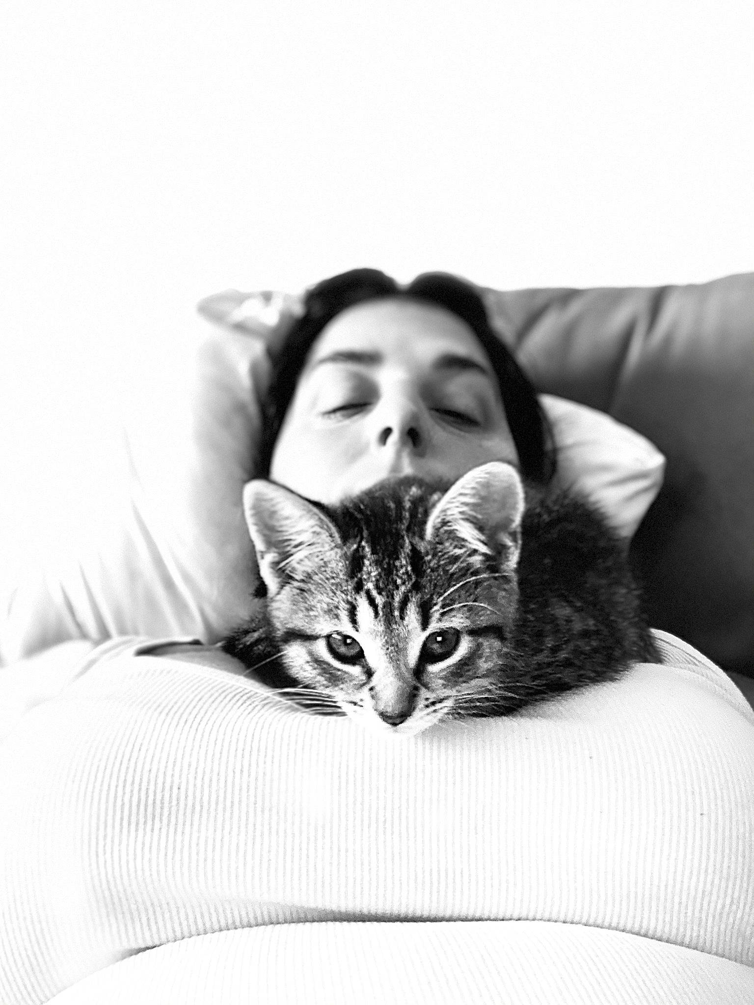 Luna joined the competition — help win amazing prizes! black, black_and_white, carnivore, cat, comfort, cushion, felidae, fur, furniture, kitten, monochrome, monochrome_photography, nose, photography, pillow, small_to_medium_sized_cats, tabby_cat, textile, whiskers, white