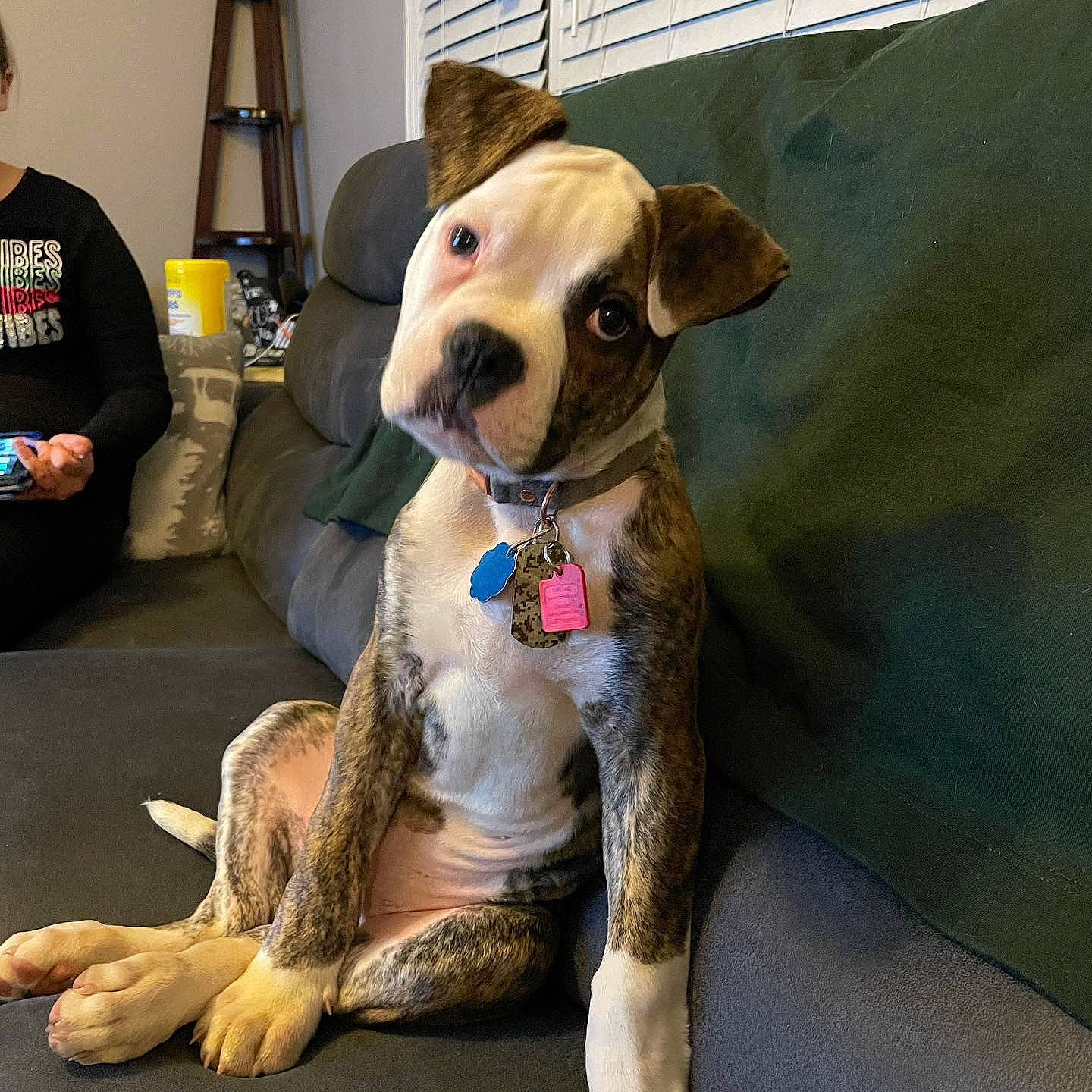 Gizmo is registered to the contest to win money with this photo: canidae, carnivore, collar, companion_dog, dog, dog_breed, dog_clothes, dog_collar, dog_supply, fawn, fur, leash, paw, pet_supply, snout, sporting_group, t_shirt, toy_dog, whiskers, working_animal