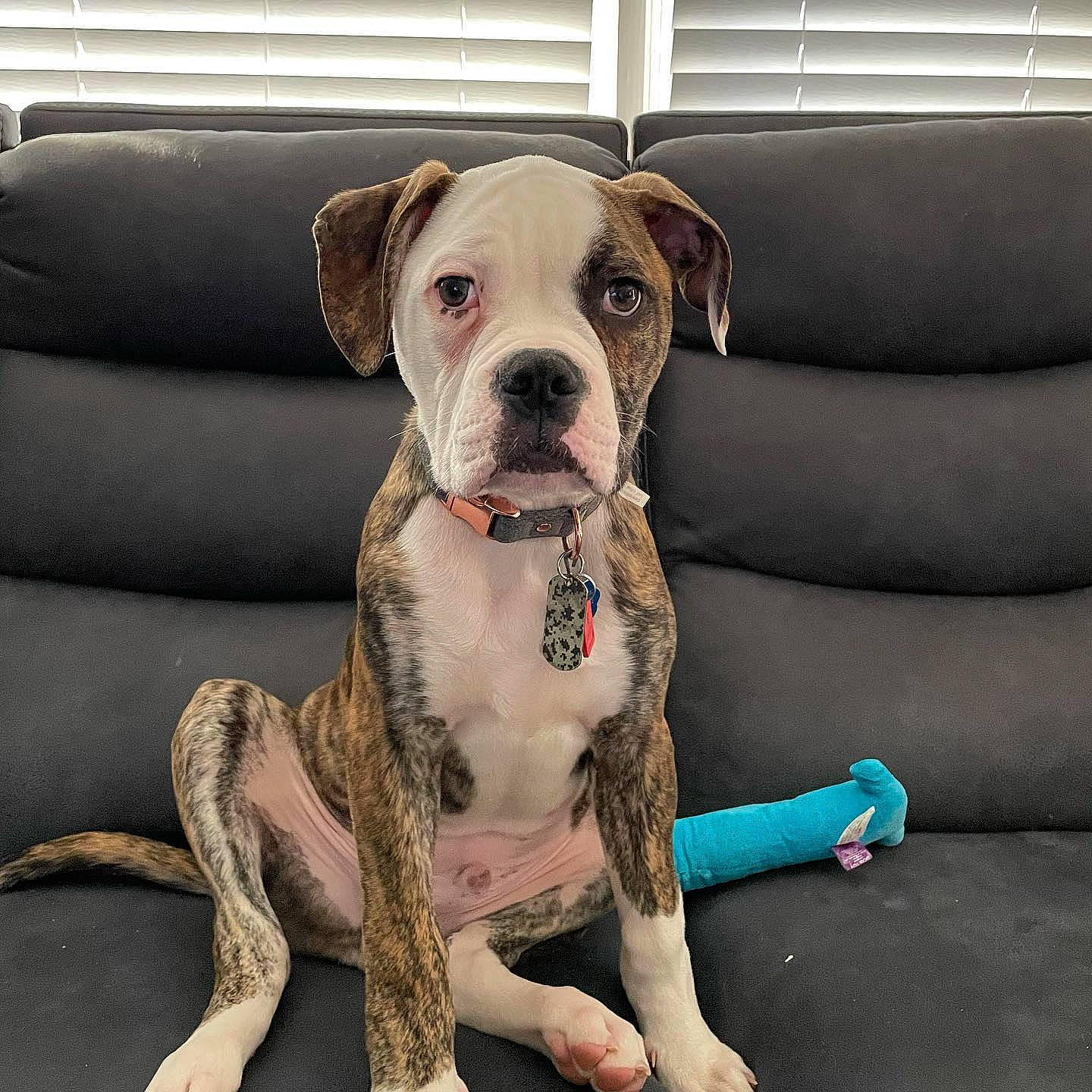 Gizmo joined the competition — help win amazing prizes! canidae, carnivore, collar, comfort, companion_dog, couch, dog, dog_breed, dog_collar, dog_supply, fawn, liver, pet_supply, snout, sporting_group, studio_couch, whiskers, working_animal, working_dog, wrinkle