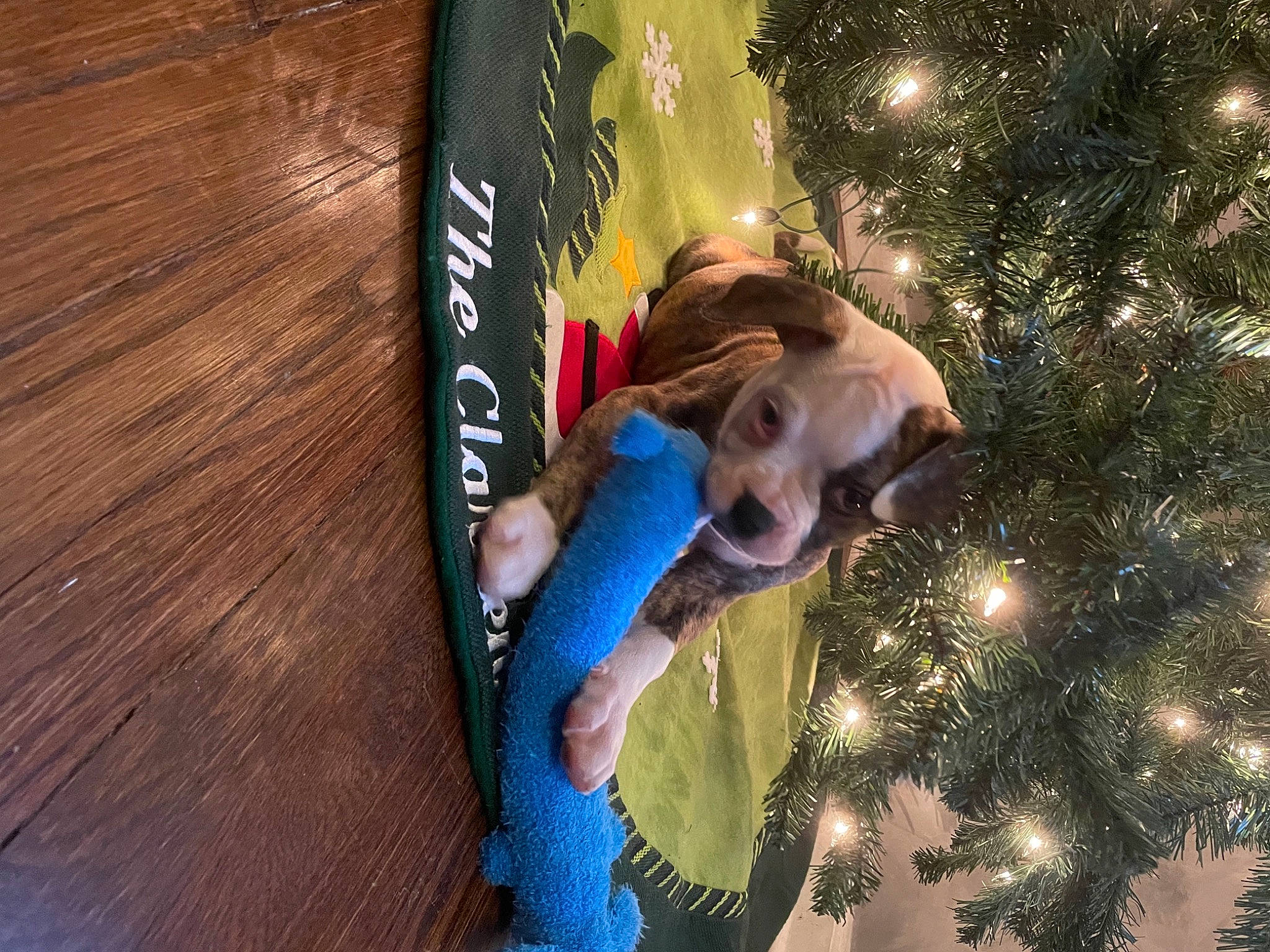 Gizmo joined the competition — help win amazing prizes! canidae, carnivore, christmas, christmas_decoration, christmas_eve, christmas_ornament, christmas_tree, companion_dog, conifer, dog, dog_breed, hardwood, holiday, holiday_ornament, pine_family, sporting_group, stuffed_toy, toy, varnish, wood_stain