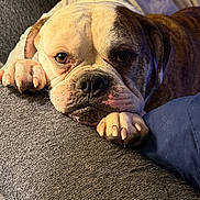 Gizmo is registered to the contest to win money with this photo: bulldog, dog, pet, canine, resting, paws, face, closeup, indoors, couch, gray, texture, fur, brown, white, expression, animal, relaxed, portrait, cozy