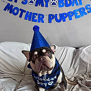 Apollo joined the competition — help win amazing prizes! dog, bulldog, party_hat, bandana, birthday, celebration, couch, white_couch, blue, banner, text, indoor, pet, animal, canine, portrait, cute, festive, hat, sitting