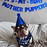 dog, bulldog, party_hat, bandana, birthday, celebration, couch, white_couch, blue, banner, text, indoor, pet, animal, canine, portrait, cute, festive, hat, sitting