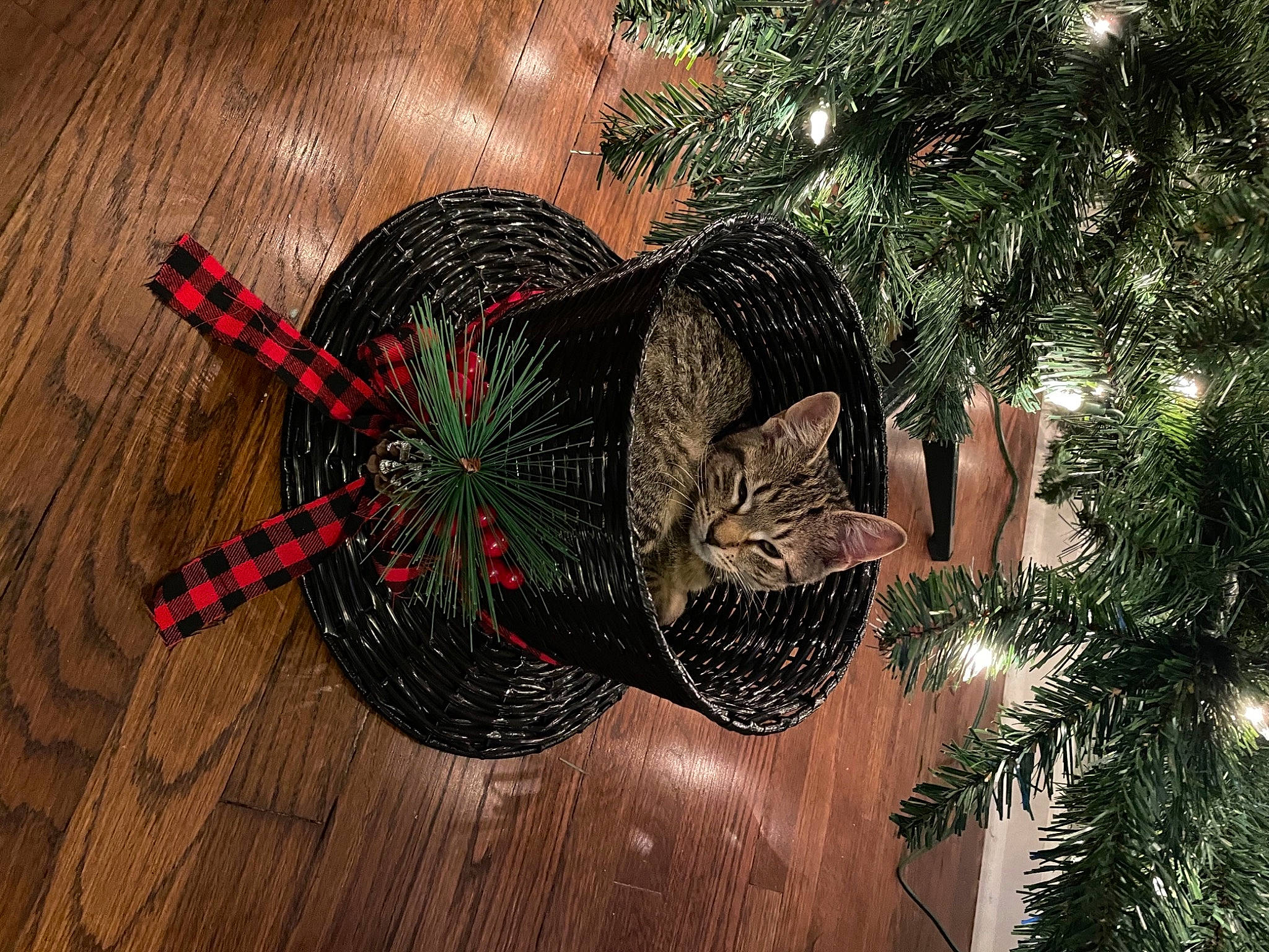 Luna is registered to the contest to win money with this photo: carnivore, cat, christmas, christmas_decoration, christmas_eve, christmas_ornament, christmas_tree, conifer, evergreen, felidae, fir, hardwood, holiday, holiday_ornament, laminate_flooring, pine, pine_family, small_to_medium_sized_cats, wood_flooring, wood_stain