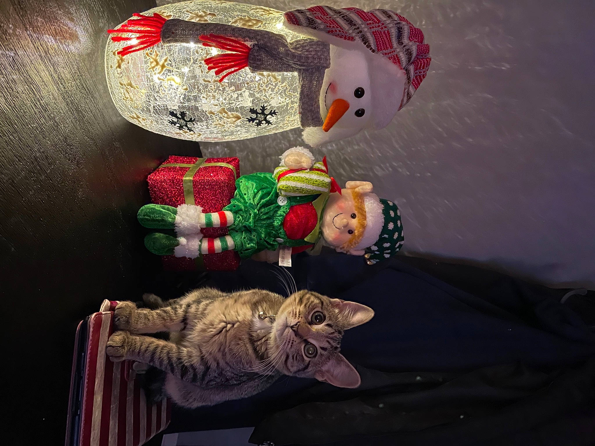 Luna is registered to the contest to win money with this photo: baby_toys, cat, christmas, craft, creative_arts, felidae, ornament, small_to_medium_sized_cats, tabby_cat, toy