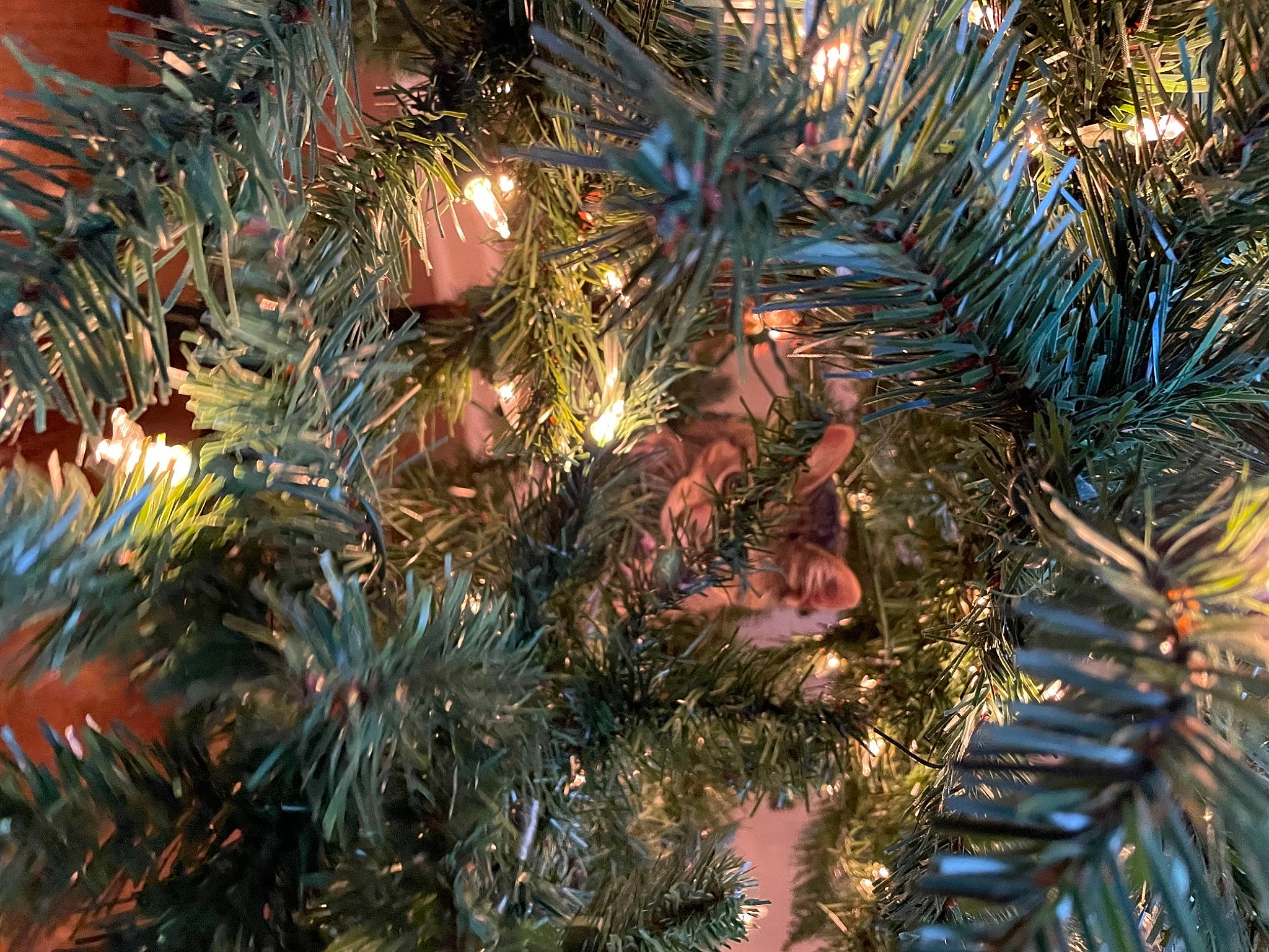 Luna is registered to the contest to win money with this photo: christmas, christmas_decoration, christmas_ornament, christmas_tree, conifer, cypress_family, evergreen, fir, larch, loblolly_pine, natural_material, oregon_pine, ornament, pine, pine_family, spruce, white_pine, yellow_fir