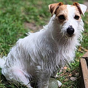 Ozzye a rejoint le concours — aidez-le/la à gagner de superbes lots ! dog, grass, outdoor, pet, animal, canine, fur, white, brown, wood, deck, ball, sitting, looking, eyes, nature, daylight, scruffy, portrait, park