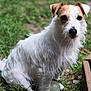 dog, grass, outdoor, pet, animal, canine, fur, white, brown, wood, deck, ball, sitting, looking, eyes, nature, daylight, scruffy, portrait, park