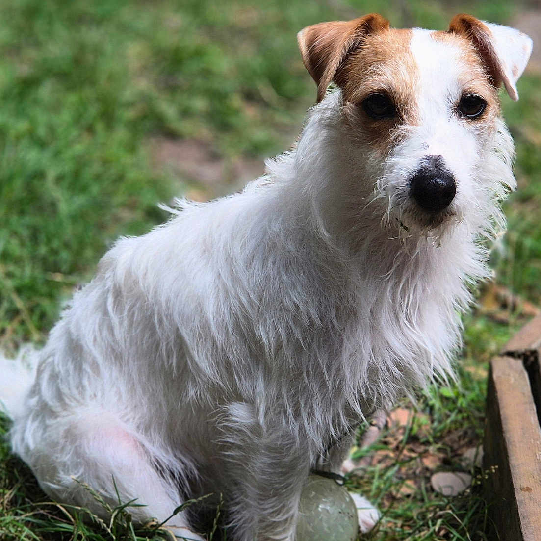 Ozzye a rejoint le concours — aidez-le/la à gagner de superbes lots ! animal, ball, brown, canine, daylight, deck, dog, eyes, fur, grass, looking, nature, outdoor, park, pet, portrait, scruffy, sitting, white, wood