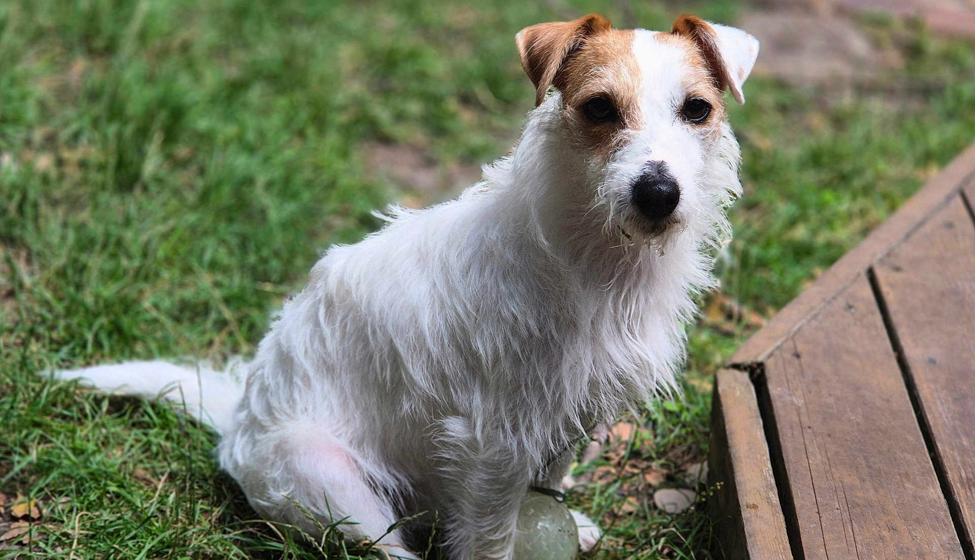 Ozzye a rejoint le concours — aidez-le/la à gagner de superbes lots ! dog, grass, outdoor, pet, animal, canine, fur, white, brown, wood, deck, ball, sitting, looking, eyes, nature, daylight, scruffy, portrait, park