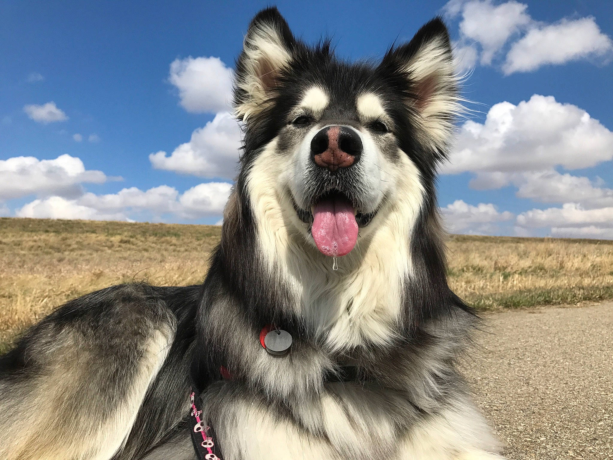 Diva joined the competition — help win amazing prizes! carnivore, cloud, collar, companion_dog, cumulus, dog, dog_breed, fang, fur, happy, herding_dog, jaw, plant, sky, sled_dog, snout, sporting_group, whiskers, working_animal, working_dog