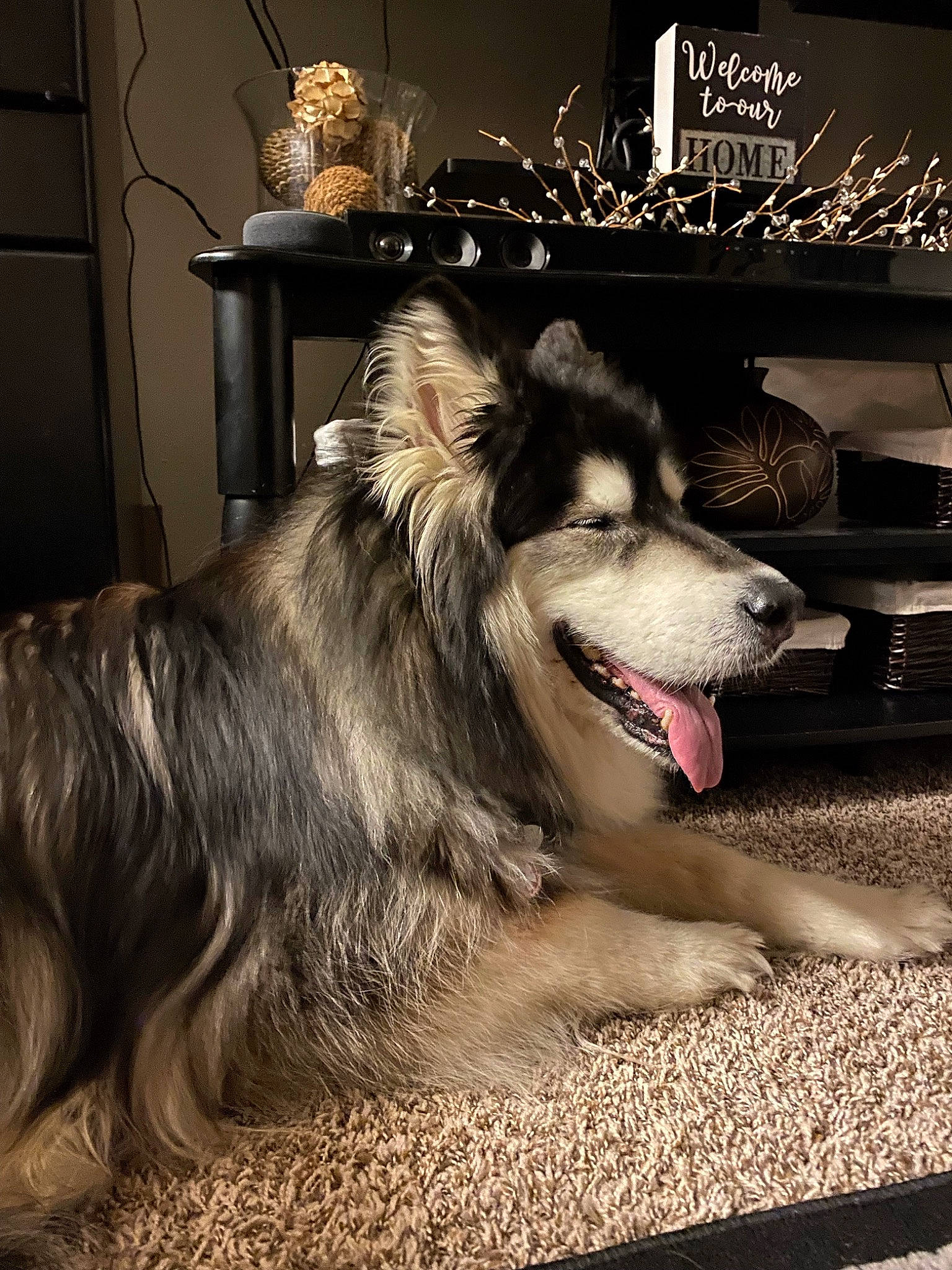 Diva joined the competition — help win amazing prizes! canidae, carnivore, companion_dog, dog, dog_breed, fang, flash_photography, flooring, fur, happy, herding_dog, paw, photo_caption, smile, snout, sporting_group, table, terrestrial_animal, whiskers, working_dog