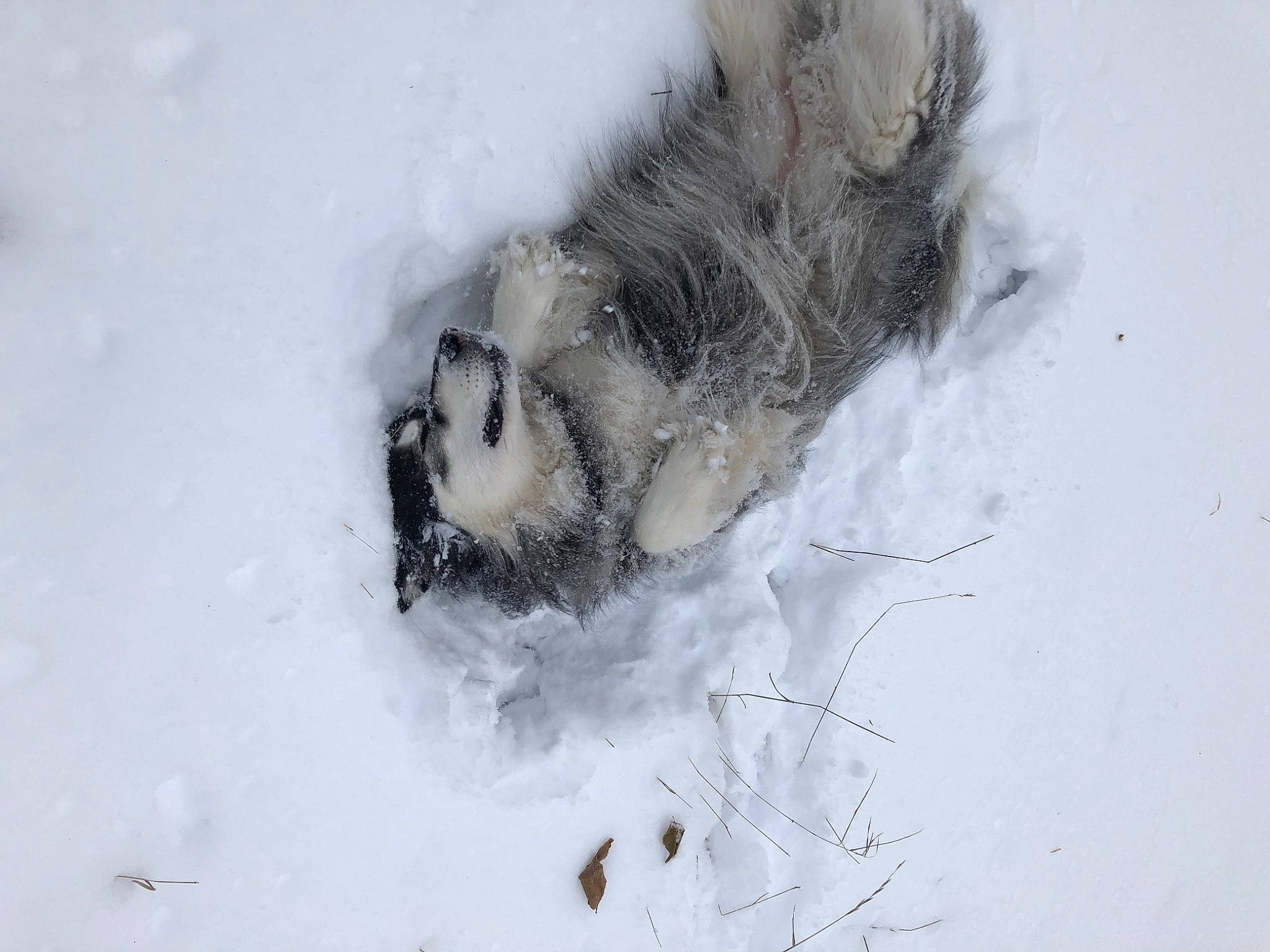 Diva joined the competition — help win amazing prizes! art, bird, feather, foot, freezing, frost, fur, paw, plant, precipitation, snout, snow, twig, wildlife, winter, winter_storm