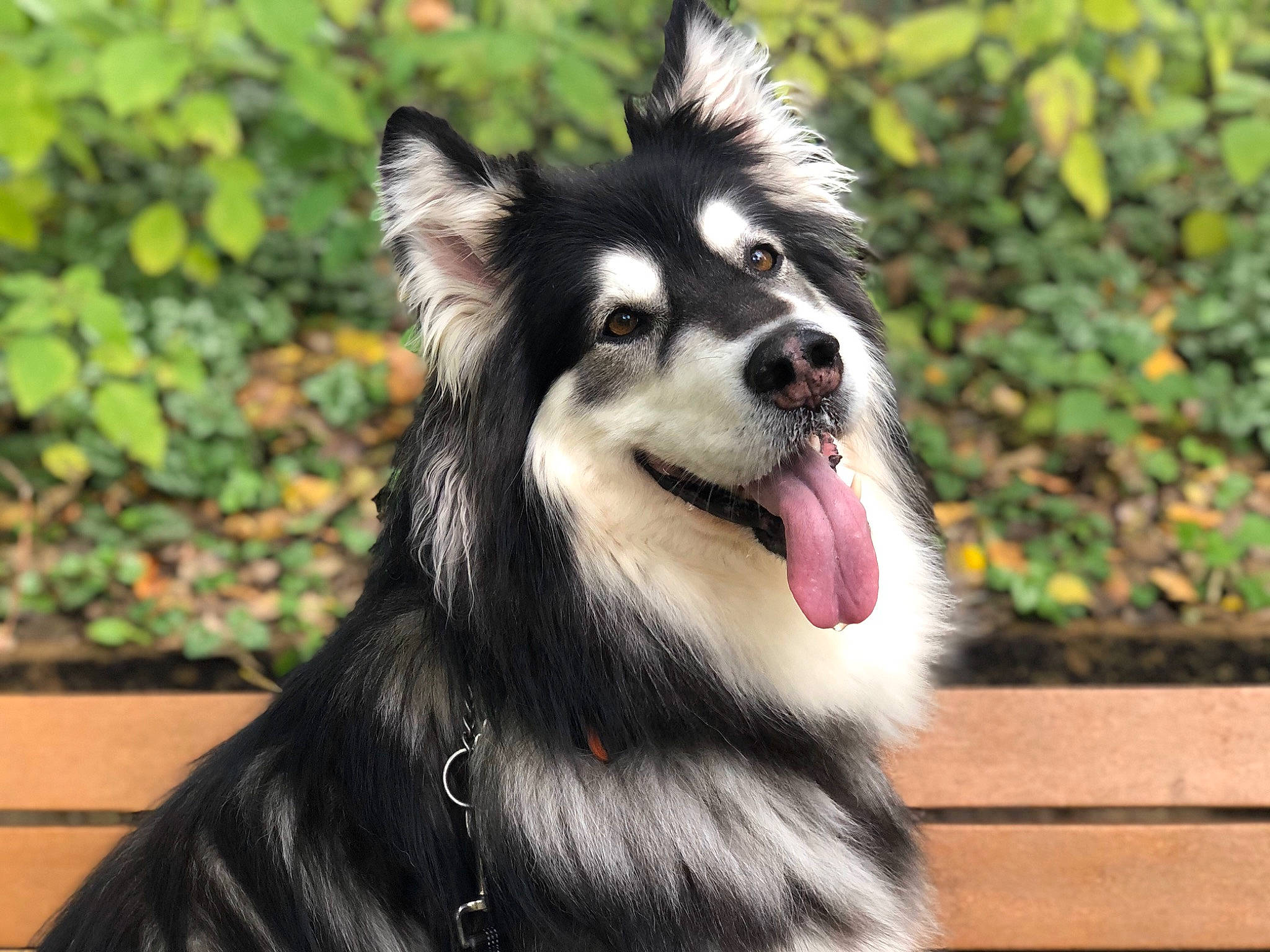 Diva is registered to the contest to win money with this photo: ancient_dog_breeds, canidae, carnivore, companion_dog, dog, dog_breed, fur, grass, herding_dog, plant, snout, sporting_group, terrestrial_animal, whiskers, working_animal, working_dog