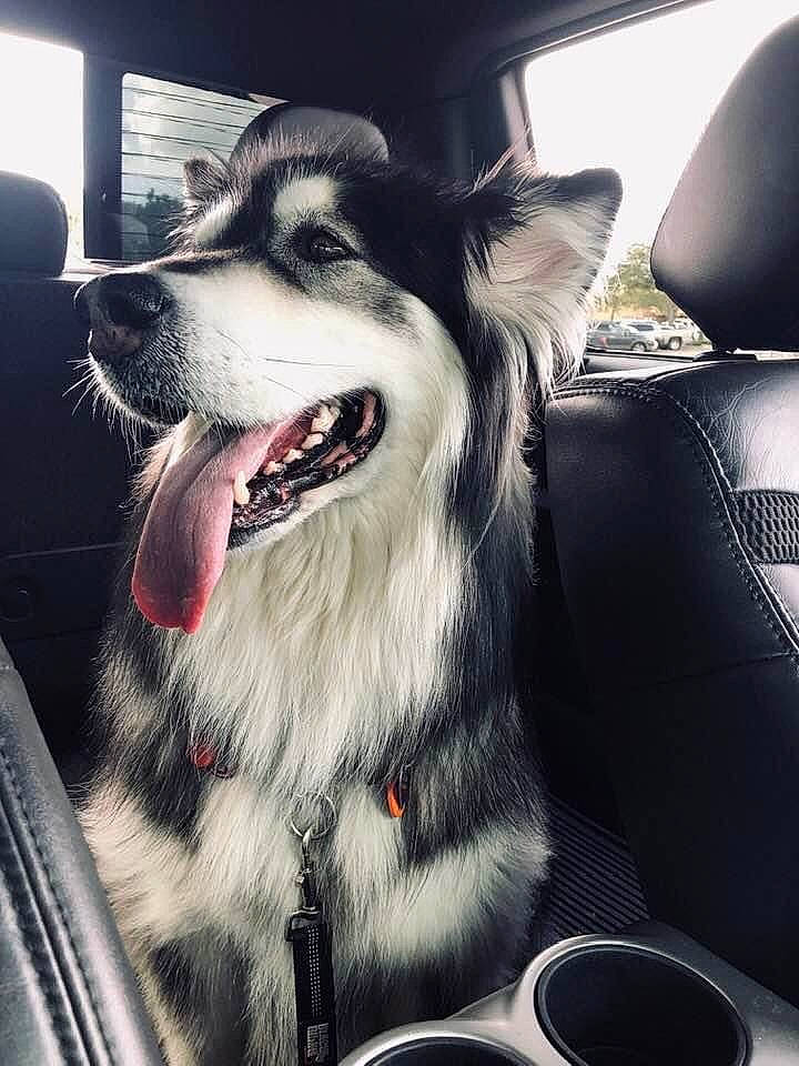Diva is registered to the contest to win money with this photo: canidae, car, carnivore, collar, companion_dog, dog, dog_breed, dog_collar, dog_supply, fang, foot, fur, happy, jaw, light, smile, snout, sporting_group, whiskers, working_animal