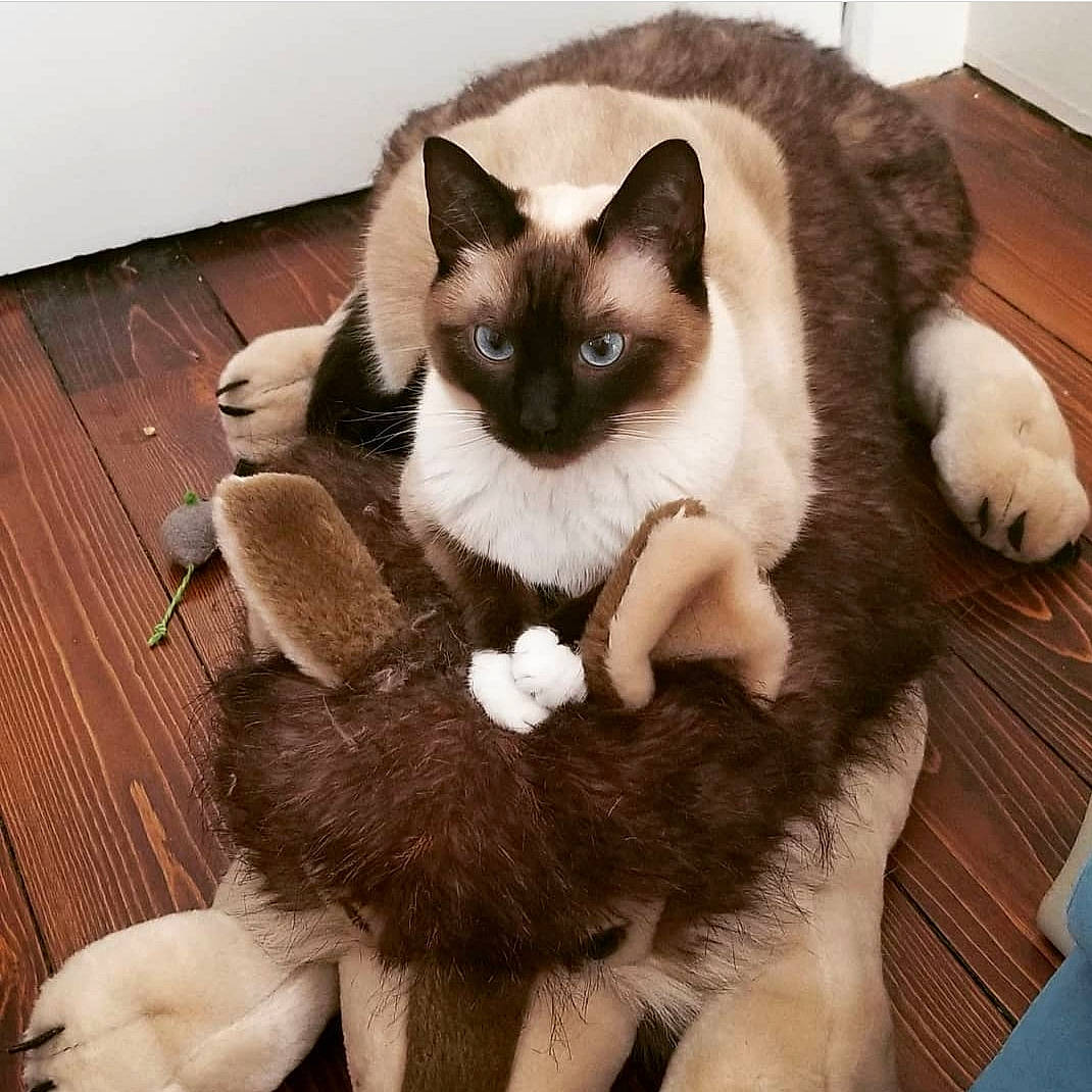 Pippi Longstocking is registered to the contest to win money with this photo: birman, carnivore, cat, comfort, eye, fawn, felidae, flooring, fur, hardwood, head, iris, siamese, sitting, small_to_medium_sized_cats, snout, tail, thai, whiskers, wood