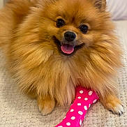Ruby a rejoint le concours — aidez-le/la à gagner de superbes lots ! dog, pomeranian, toy, pink_bone, polka_dots, pet, fluffy, smiling, tongue_out, cute, indoor, blanket, happy, animal, small_dog, fur, playful, close_up, canine, domestic_animal