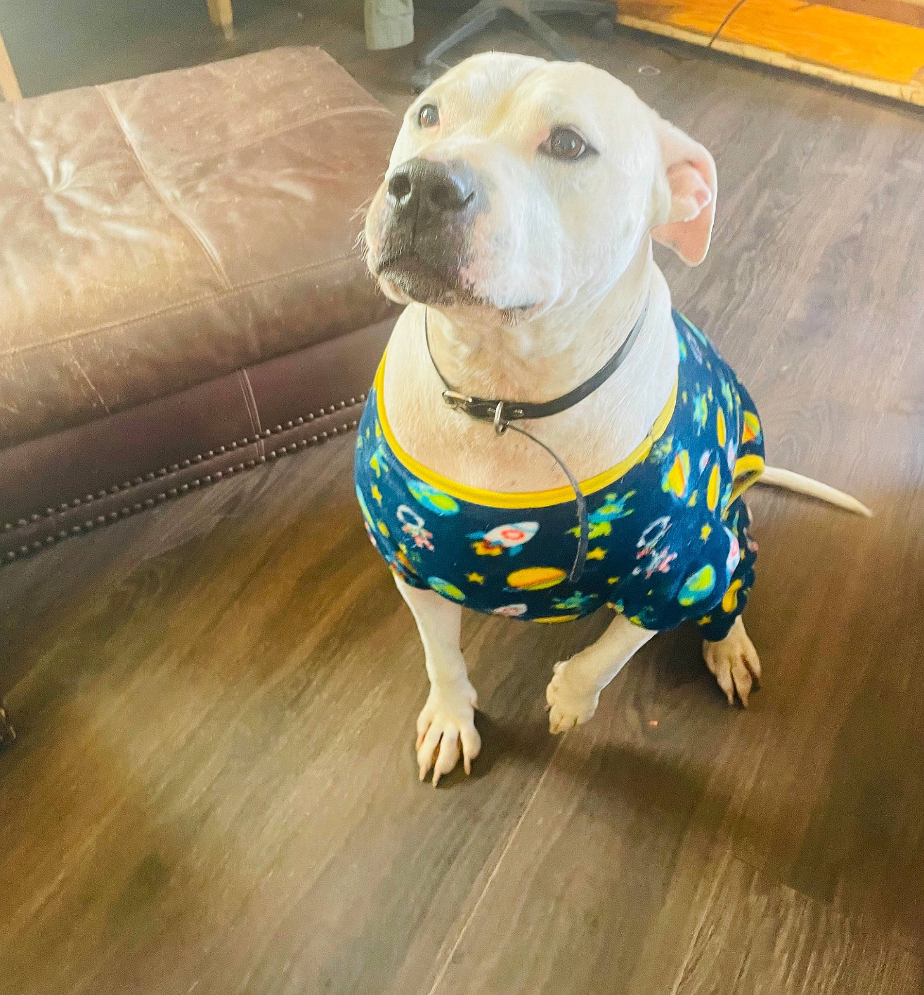 Whitey is registered to the contest to win money with this photo: canidae, carnivore, collar, companion_dog, couch, dog, dog_breed, dog_clothes, dog_collar, dog_supply, fawn, floor, flooring, hardwood, laminate_flooring, pet_supply, snout, whiskers, wood, working_animal