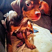 Ollie is registered to the contest to win money with this photo: puppy, dog, brown, blanket, cozy, ears, cute, pet, animal, indoor, fur, young, small, snout, sitting, couch, looking, expression, soft, comfortable