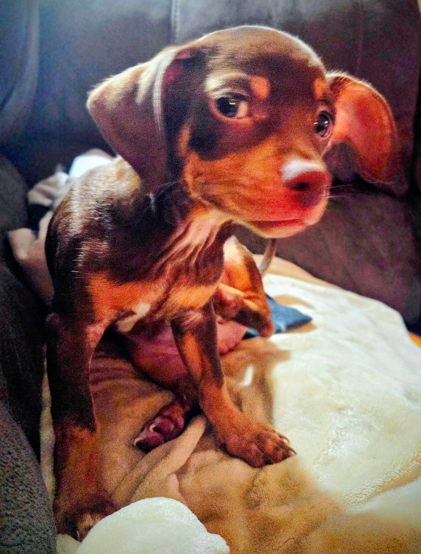 Ollie