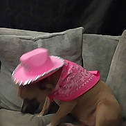 Trixie Lou is registered to the contest to win money with this photo: dog, pink_hat, bandana, couch, pet, indoor, brown_dog, costume, accessory, fabric, sitting, cute, blurred, animal, domestic_animal, furniture, relaxing, shy, headwear, canine