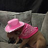 dog, pink_hat, bandana, couch, pet, indoor, brown_dog, costume, accessory, fabric, sitting, cute, blurred, animal, domestic_animal, furniture, relaxing, shy, headwear, canine