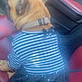 dog, car, red_seat, striped_shirt, black_skirt, pet_clothing, seatbelt, canine, animal, back_view, collar, indoors, window, car_interior, sitting, ears, fashion, cute, domestic_animal, accessory