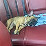 Cookie joined the competition — help win amazing prizes! dog, french_bulldog, car_interior, red_leather_seat, seatbelt, blanket, hello_kitty, resting, pet, animal, canine, collar, lying_down, relaxed, indoors, transportation, travel, car_seat, cute, companion