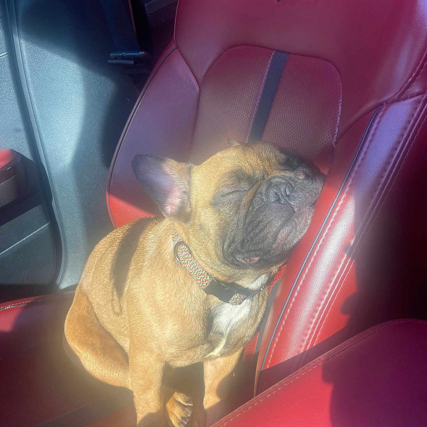 Cookie is registered to the contest to win money with this photo: animal, brown_fur, car_seat, collar, compact, cozy, cute, dog, indoor, leisure, pet, portrait, red_leather, relaxed, seatbelt, shadows, sleeping, small_dog, sunlight, vehicle