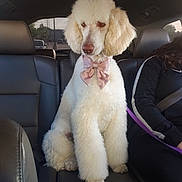 Chloe is registered to the contest to win money with this photo: animal, bow, calm, car_interior, cute, daylight, dog, fur, human, indoors, leash, leather_seat, pet, poodle, seatbelt, side_view, sitting, transportation, white_dog, window