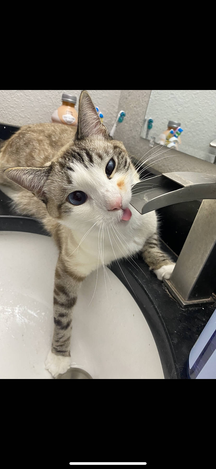 Hurley is registered to the contest to win money with this photo: carnivore, cat, claw, domestic_short_haired_cat, felidae, fur, paw, photo_caption, small_to_medium_sized_cats, snout, tail, whiskers