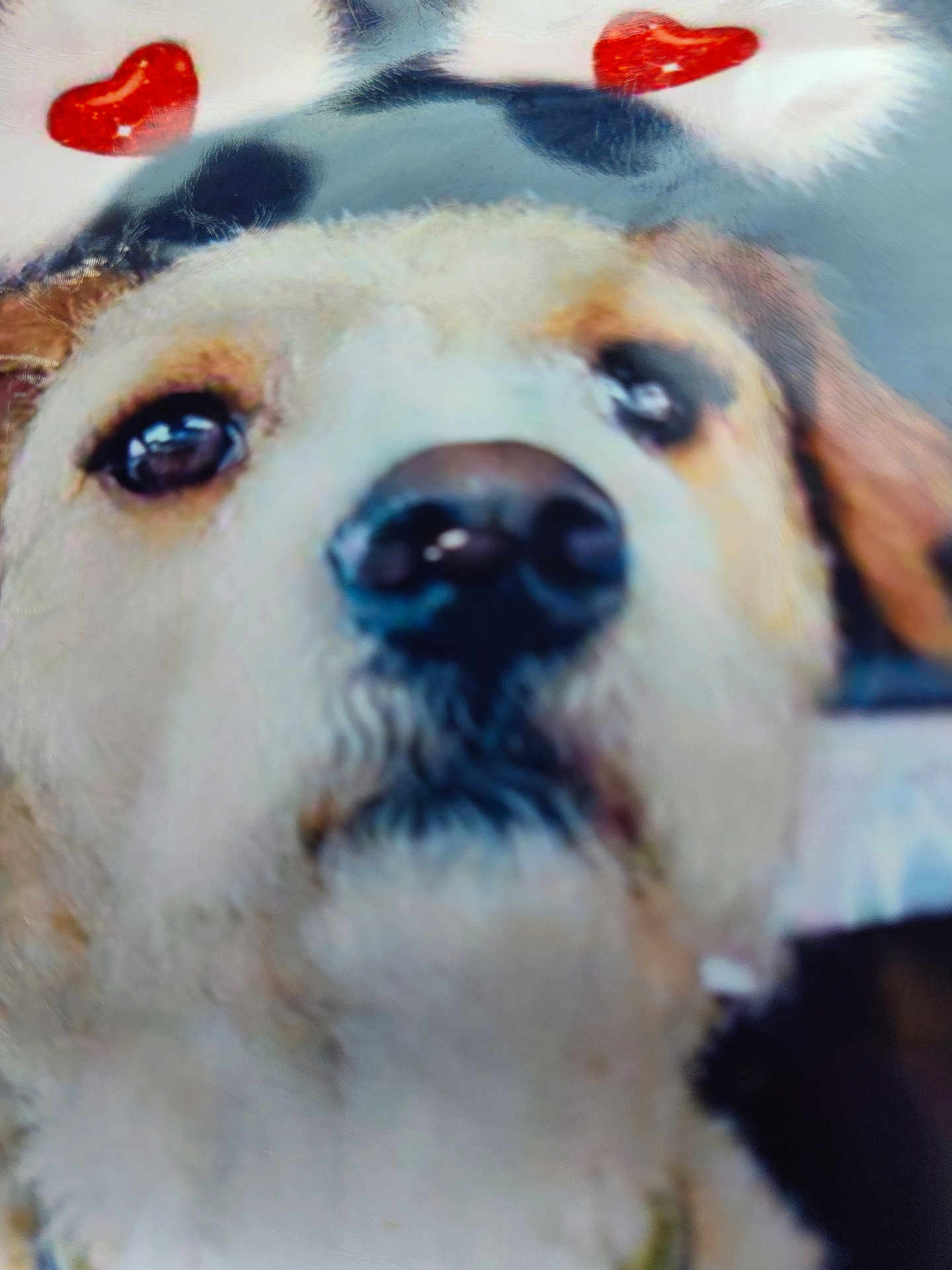 Bullet joined the competition — help win amazing prizes! dog, close_up, face, heart, love, pet, animal, cute, fur, nose, eyes, blurry, adorable, muzzle, portrait, canine, expression, whiskers, background, affection