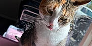 Stella is registered to the contest to win money with this photo: cat, tongue_out, window, sunlight, whiskers, fur, pet, indoor, curious, pink_surface, animal, domestic_cat, ears, face, closeup, sitting, daylight, household, looking_down, cute