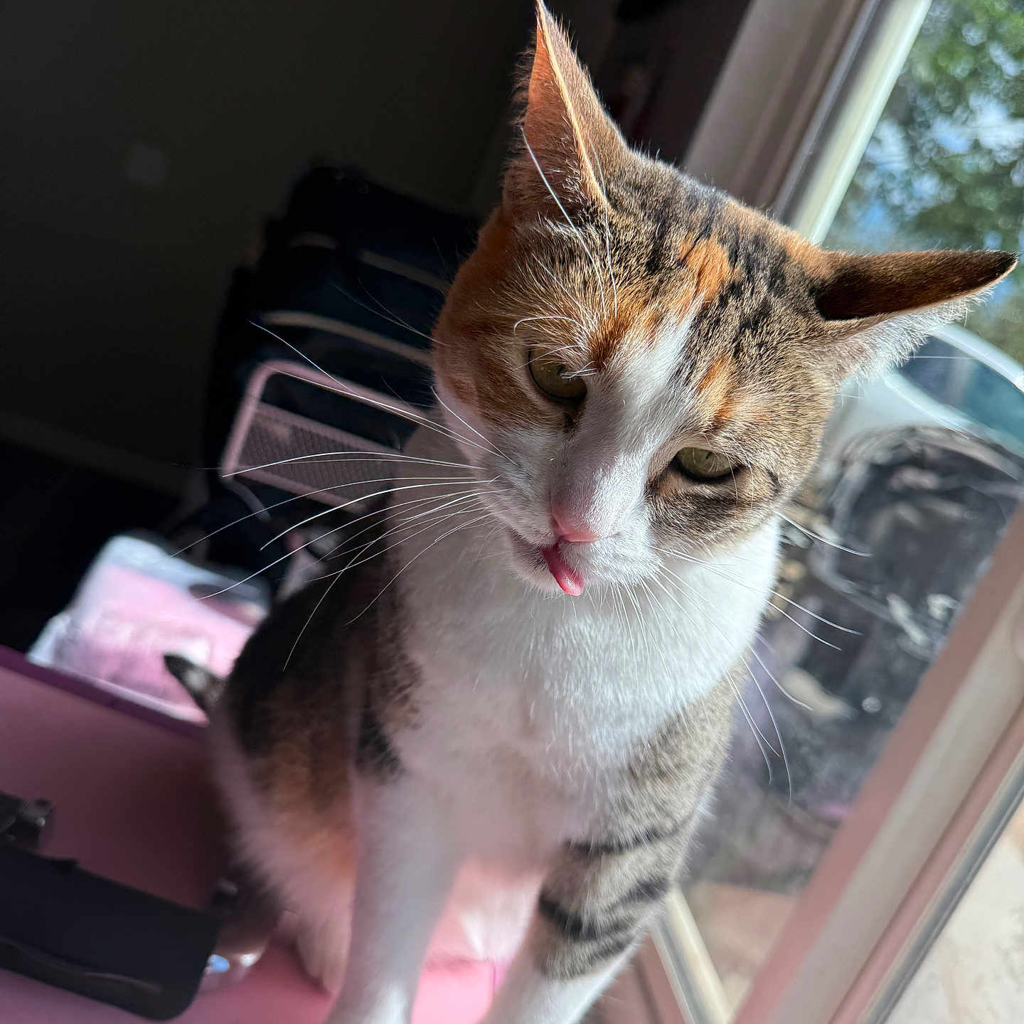 Stella is registered to the contest to win money with this photo: animal, cat, closeup, curious, cute, daylight, domestic_cat, ears, face, fur, household, indoor, looking_down, pet, pink_surface, sitting, sunlight, tongue_out, whiskers, window