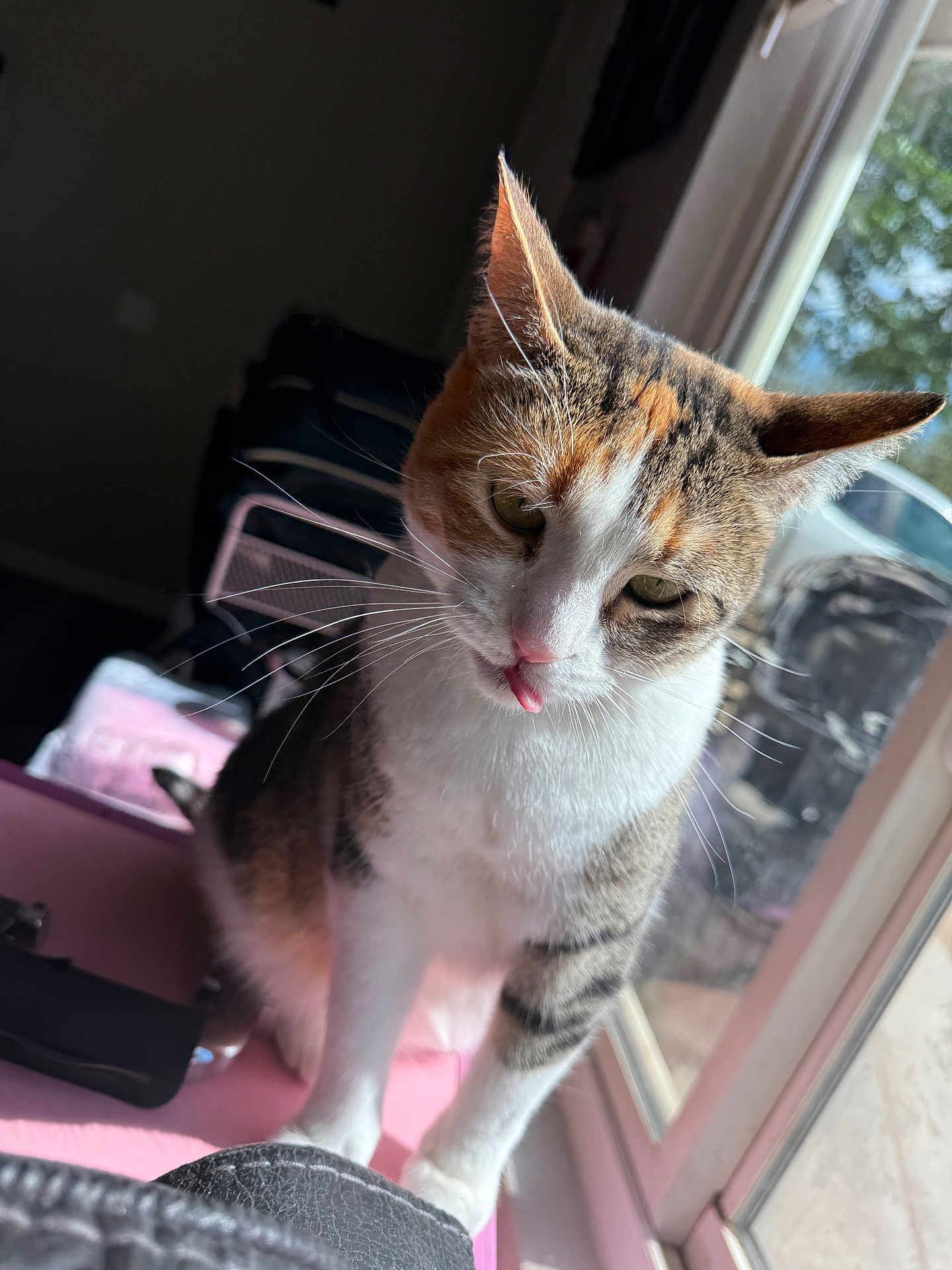 Stella is registered to the contest to win money with this photo: cat, tongue_out, window, sunlight, whiskers, fur, pet, indoor, curious, pink_surface, animal, domestic_cat, ears, face, closeup, sitting, daylight, household, looking_down, cute