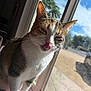 Stella joined the competition — help win amazing prizes! cat, calico, window, sunlight, indoor, pet, tongue, licking, feline, whiskers, fur, animal, closeup, daylight, playful, cheeky, domestic, house, blurred_background, nature