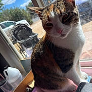 Stella is registered to the contest to win money with this photo: cat, indoor, window, sunlight, feline, pet, stroller, car, household_items, curious, brown_fur, white_fur, black_fur, relaxed, closeup, looking_down, table, plastic_container, daylight, shadow