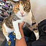 Stella joined the competition — help win amazing prizes! cat, calico_cat, pet, indoor, person, arm, bracelet, pants, spongebob, furniture, shoe_rack, floor, wall, whiskers, ears, fur, claws, holding, close_up, curious
