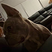 Layla joined the competition — help win amazing prizes! dog, indoor, living_room, couch, window_blinds, wall, picture_frame, pet, animal, ears, muzzle, furniture, home, canine, domestic_animal, blur, dim_lighting, close_up, brown, shadow
