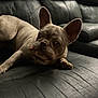 dog, french_bulldog, pet, indoor, couch, leather, black, animal, canine, chewing, ears, paw, closeup, portrait, relaxed, looking, brown, snout, fur, companion