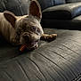 dog, french_bulldog, pet, leather_couch, indoor, animal, treat, mouth, ears, paw, fur, closeup, relaxed, snack, home, canine, companion, cute, domestic, resting