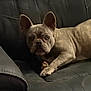 dog, french_bulldog, pet, leather_couch, indoor, animal, ears, looking, curious, lounge, canine, mammal, face, fur, domestic_animal, companion, resting, black, brown, portrait