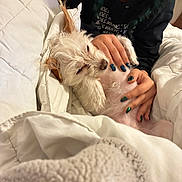 Tofu is registered to the contest to win money with this photo: dog, person, hand, nail_polish, blanket, bed, white, fur, sleeping, petting, cozy, indoor, comfort, cute, small_dog, animal, resting, human, relaxation, warmth
