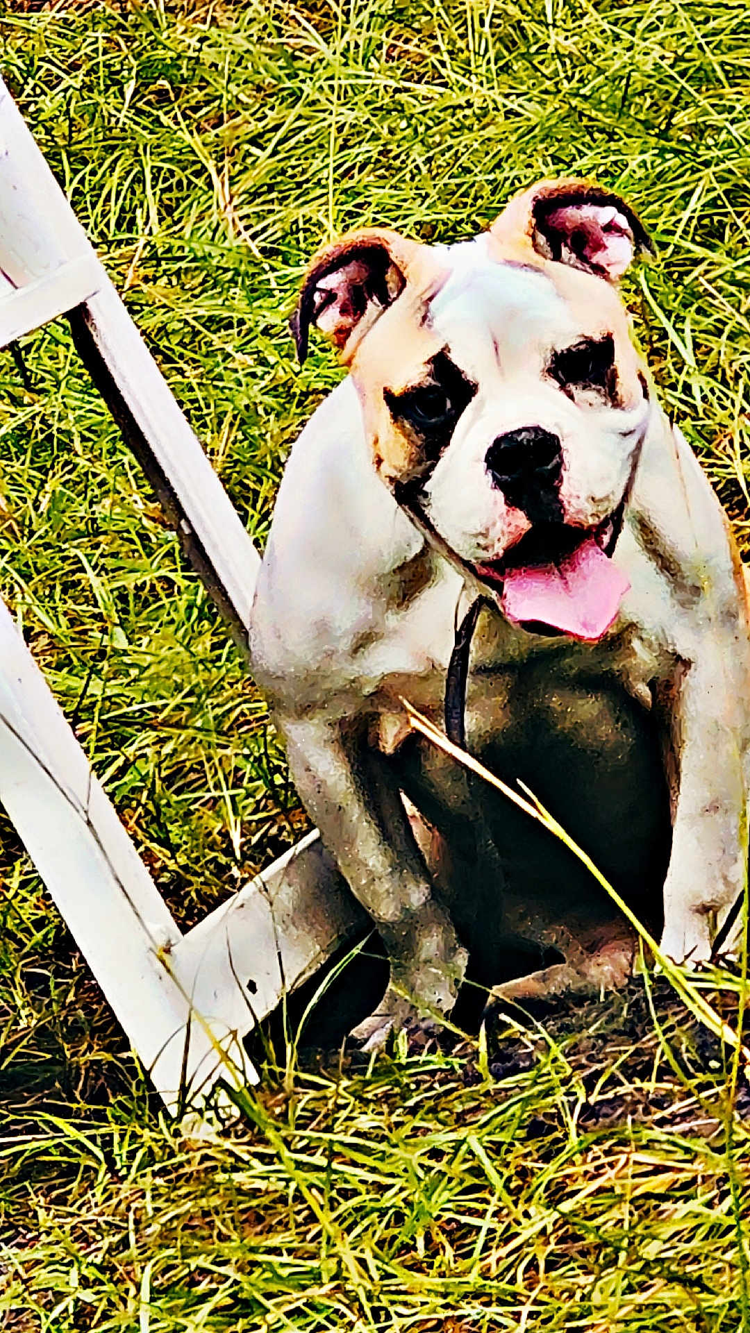 Gracie
