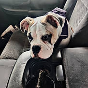 Gracie joined the competition — help win amazing prizes! bulldog, puppy, dog, car_interior, car_seat, center_console, window, resting, pet, animal, fabric_seat, looking_down, young_dog, indoors, transportation, seatbelt, black_nose, ears, fur, cute