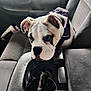 animal, black_nose, bulldog, car_interior, car_seat, center_console, cute, dog, ears, fabric_seat, fur, indoors, looking_down, pet, puppy, resting, seatbelt, transportation, window, young_dog