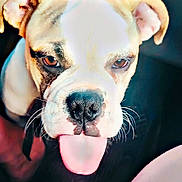 Gracie joined the competition — help win amazing prizes! animal, brown_eyes, canine, car_interior, close_up, companion, cute, dog, ears, floor_mat, indoor, nose, pet, playful, seat, snout, tan_fur, tongue_out, whiskers, white_fur
