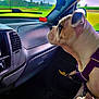 Gracie is registered to the contest to win money with this photo: bulldog, dog, car_interior, dashboard, window, field, greenery, sky, cloudy, harness, pet, animal, seat, floor, plastic_bag, cleaning_supplies, curious, looking_out, daytime, vehicle