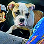 animal, bulldog, car_interior, car_seat, close_up, colorful, cute, dog, ears, expression, fabric, fur, indoor, looking_up, pet, puppy, seat, seat_fabric, tongue_out, young_dog
