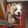 animal, brown_and_white, canine, crutches, cute, dog, domestic, floor, flooring, happy, indoor, kitchen, pet, playful, puppy, rug, small_dog, tongue_out, wooden_floor, young_dog